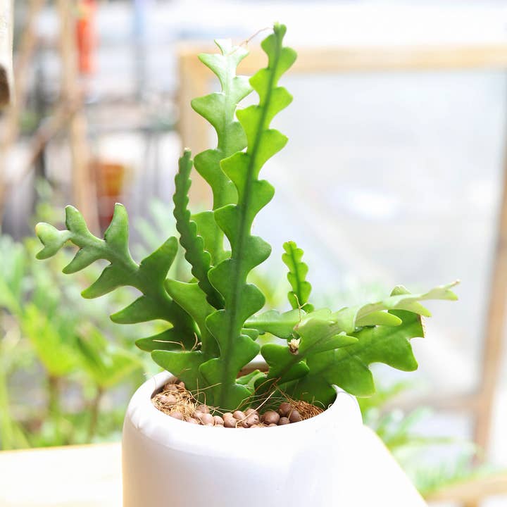 Best Plant Friend - Wholesale Live Plant - Epiphyllum Fishbone Cactus - Ric Rac Cactus - 2/4/6 inch