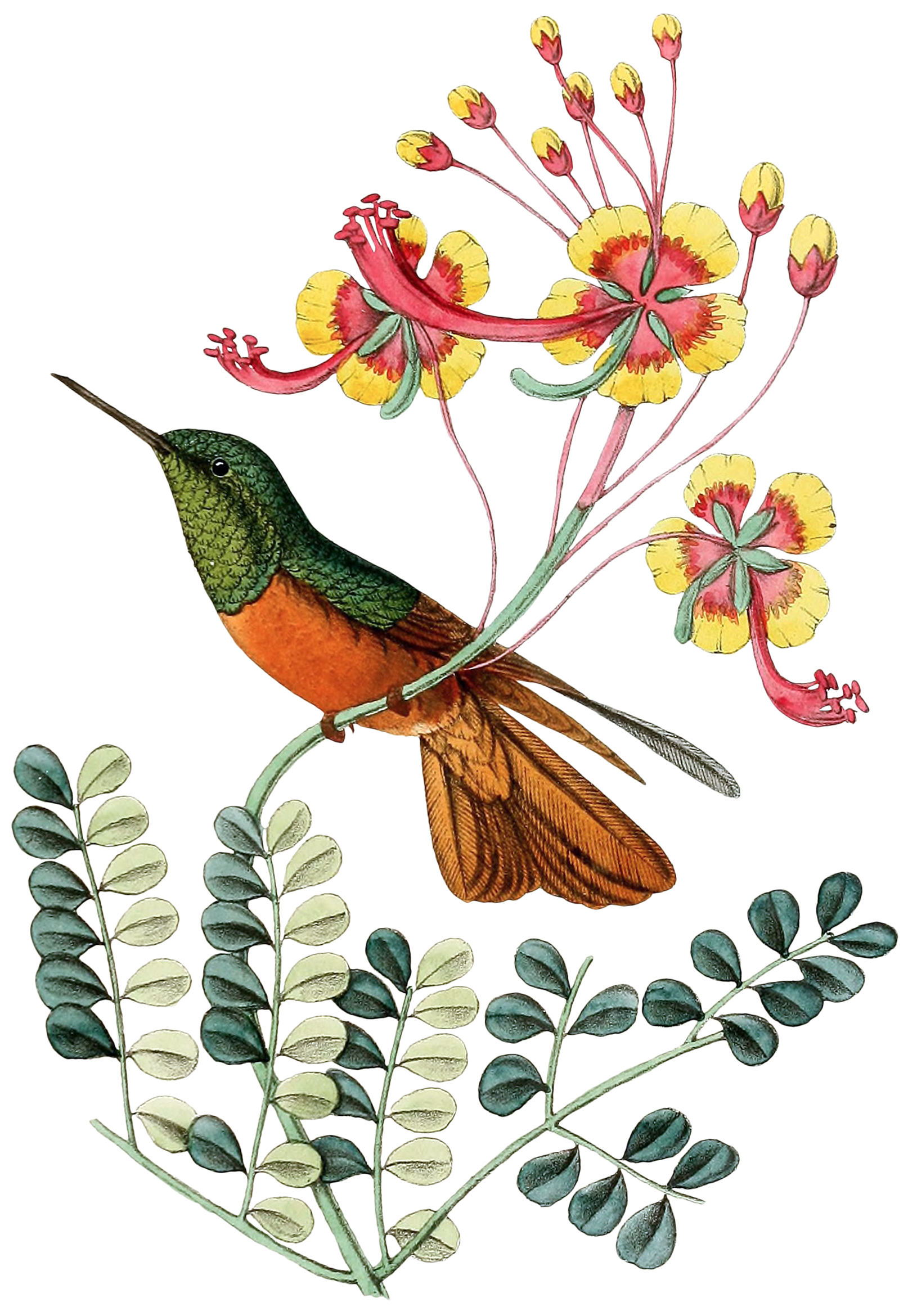 Ox Bow Decor - Wholesale Hand Towel - Animals/ Birds/Fish/   Hummingbird Hand Towel0