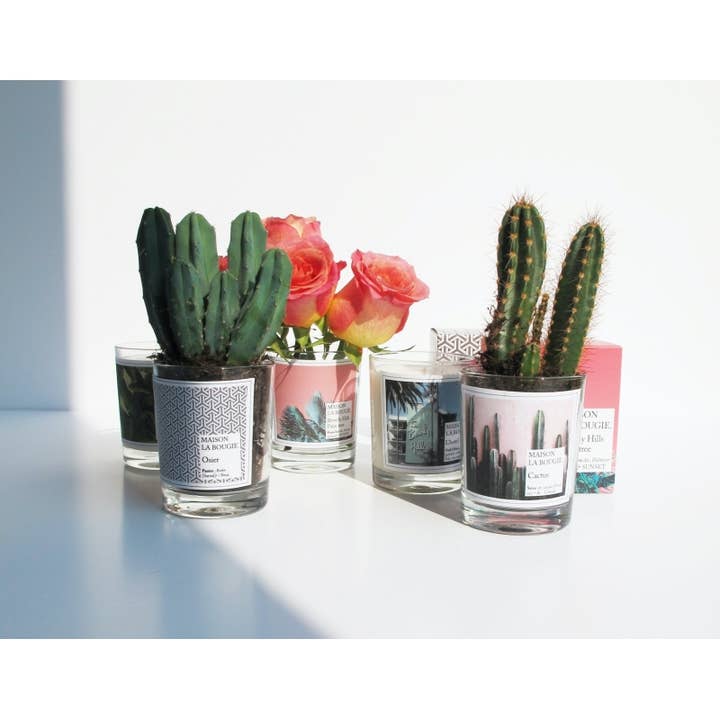 MAISON LA BOUGIE - Wholesale Jar/Filled Candle - Cactus 180g3