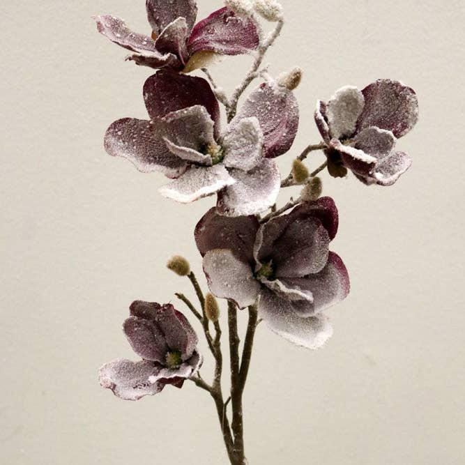 XM12351 MAGNOLIA m/snespray, 36in-12p/97 for engroshandel hos Green Import Limited