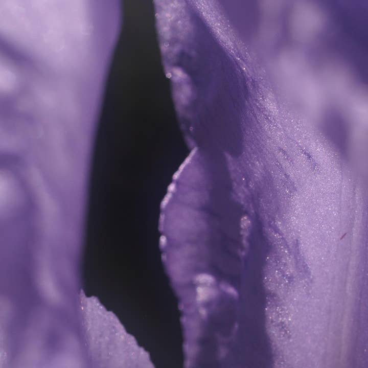 Intergalactic Snack for wholesale by Purely Cosmic