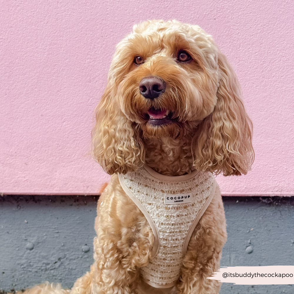 Cocopup London - Wholesale Tuig voor huisdieren - Hond - Vanillekleurig Getextureerd Tweed Verstelbaar NekHARNAS11