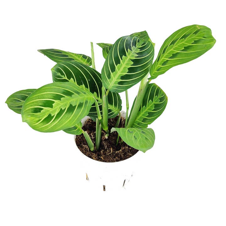 Best Plant Friend - Wholesale Live Plant - Maranta Lemon Lime - Unique Prayer Plants - 4 inch Pot