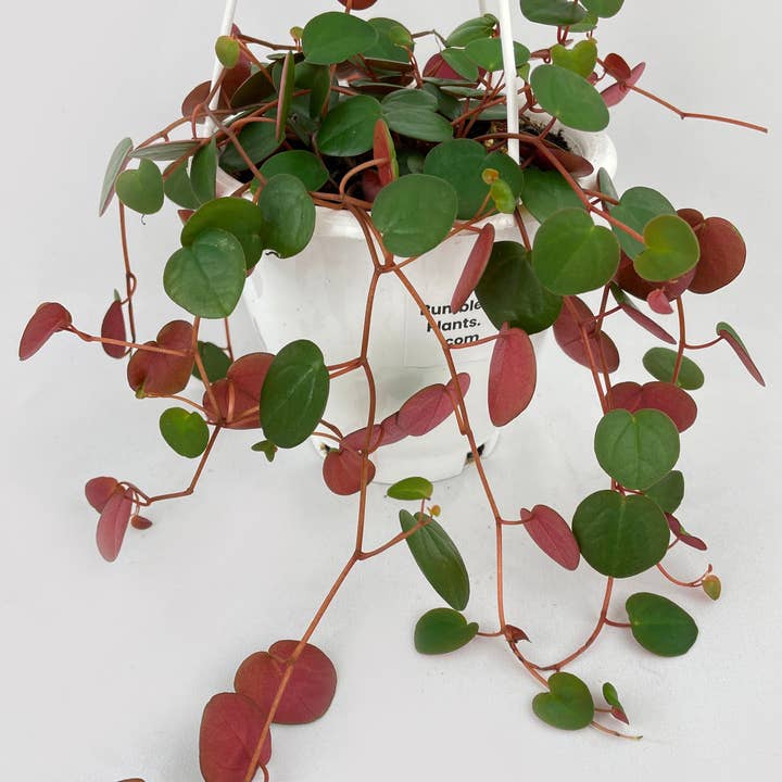 Bumble Plants - Wholesale Live Plant - Peperomia Ruby Cascade