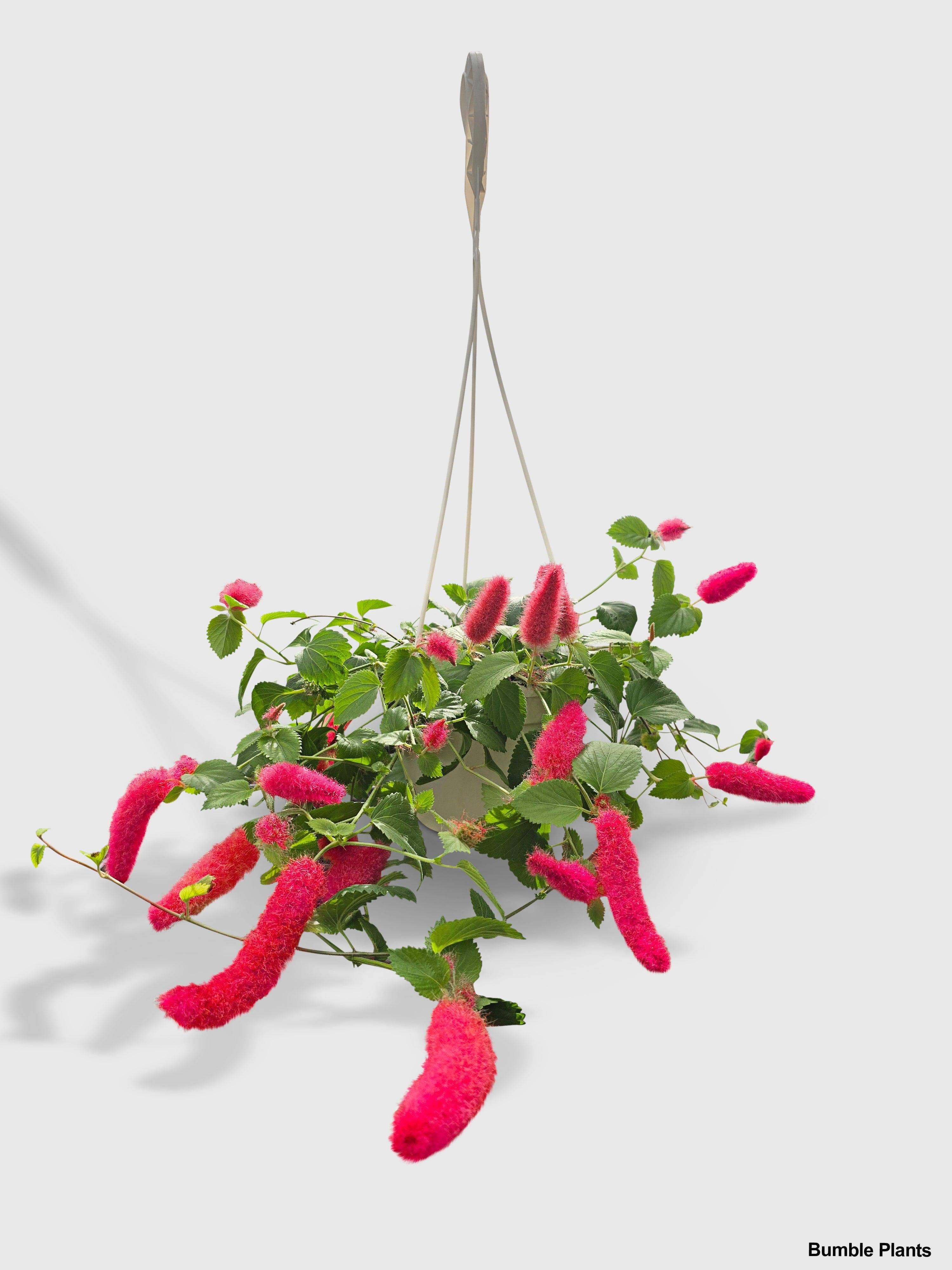 Bumble Plants - Wholesale Live Plant - Chenille Acalypha Hispida 'Red Hot Cat's Tail'6