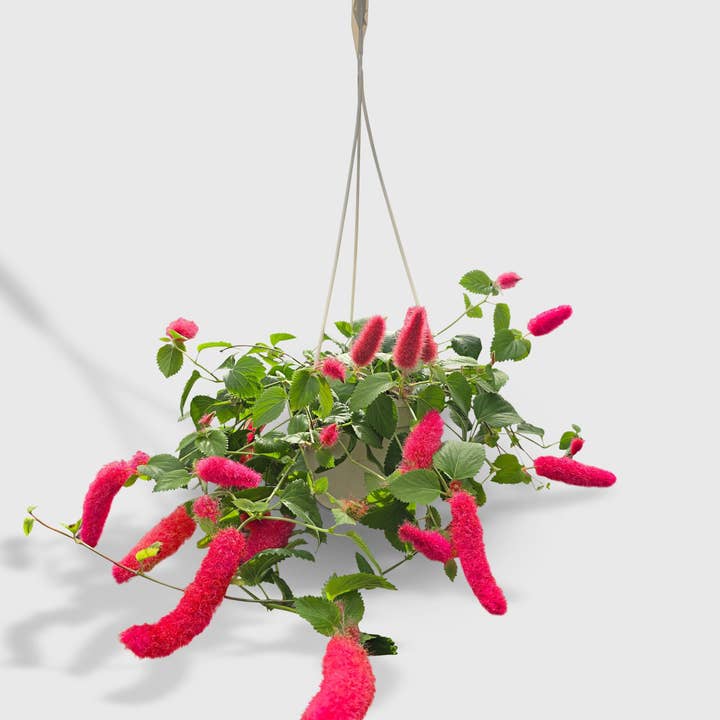 Bumble Plants - Wholesale Live Plant - Chenille Acalypha Hispida 'Red Hot Cat's Tail'6