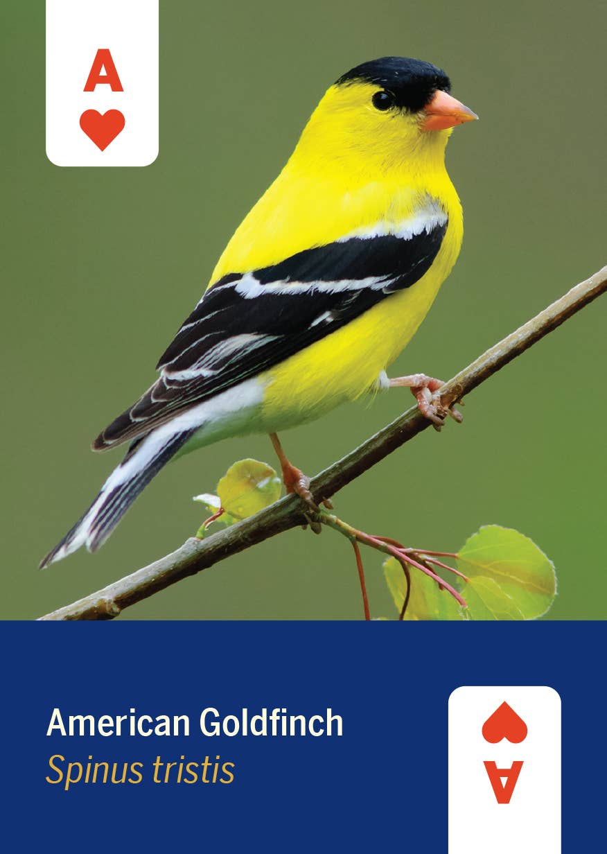 Mountaineers Books - Wholesale Playing Cards - Birds of North America Deck 52 Playing Cards1