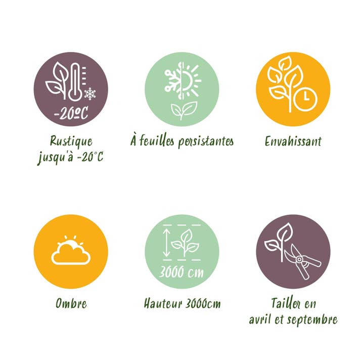 Oasis of Life - Wholesale Live Plant - Climbing plant Hedera helix 'Glacier' – 2 plants – Evergreen – Variegated leaves – 11 cm – Height 40 cm – Ivy for indoors & outdoors – Hanging baskets & ground cover7