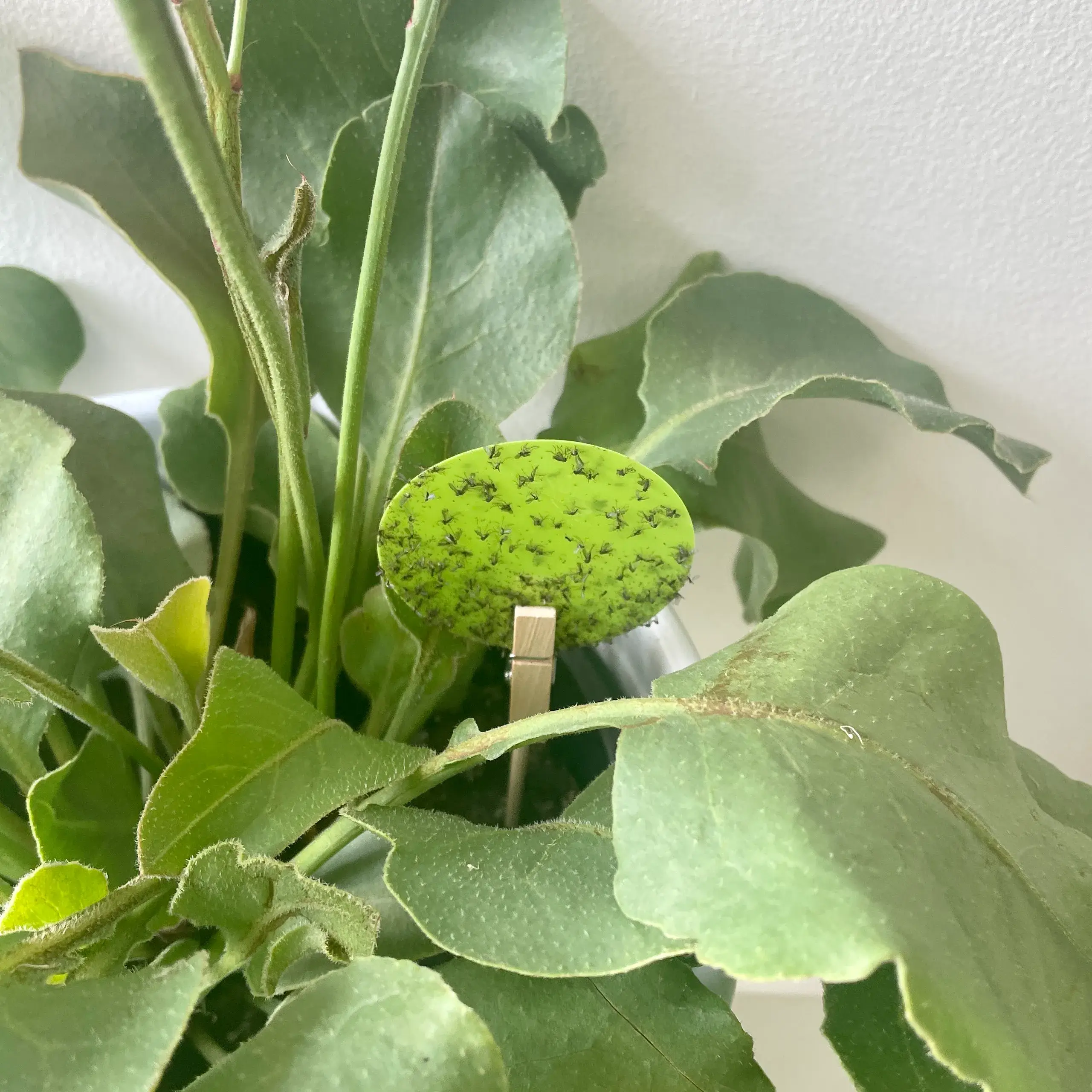 uBloomd - Wholesale Garden tool - Monstera Leaf Green Plant Traps6