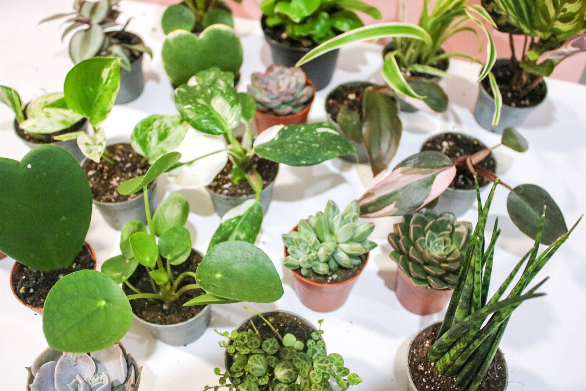 Wildestdreams.flowers – wholesale Live plant – Mini houseplants mystery (6cm pots)3