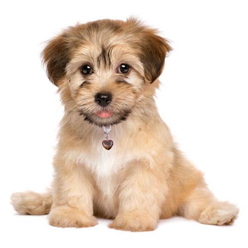 Crystal Pet Love - Wholesale Pet Collar Charm - Cat/Dog - Tiger's Eye Training Heart Pet Pendant for Crystal Support2