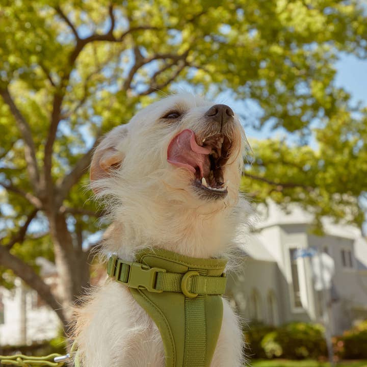 Wild One - Wholesale Pet Harness - Dog - Harness50