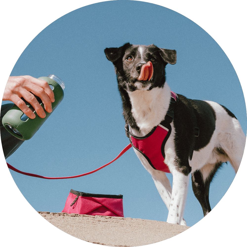 Wildebeest - Wholesale Pet Bowl - Cat/Dog - Montara Pop-Up Travel Dog Bowl5