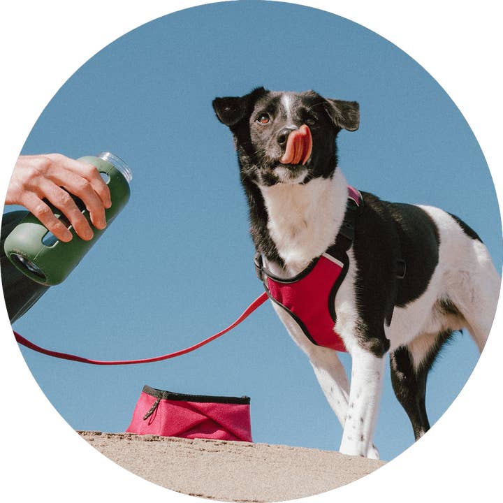 Wildebeest - Wholesale Pet Bowl - Cat/Dog - Montara Pop-Up Travel Dog Bowl5