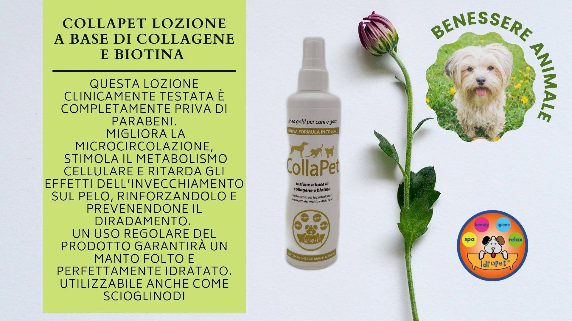 Idropet - Wholesale Pet Grooming Set - Dog - Spa & Beauty kit dedicated to the Maltese dog7