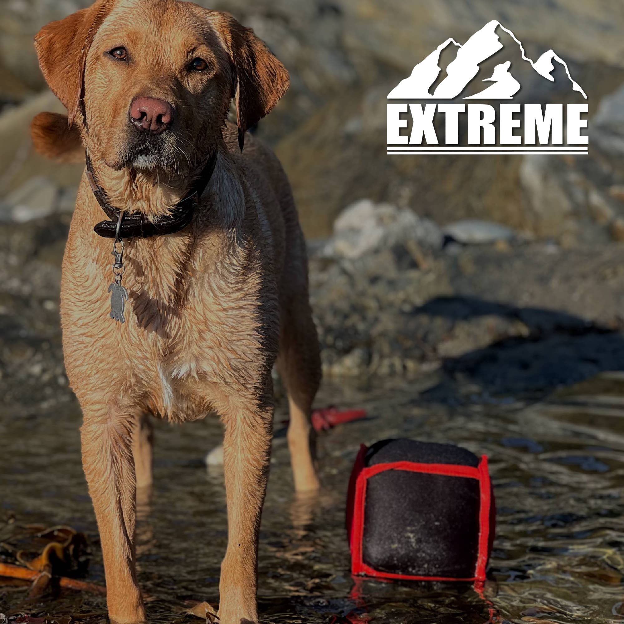 Ancol Pet Products Ltd – Engroshandel Legetøj - Hund – Ancol Extreme Flydende Legetøj Mix Pack3