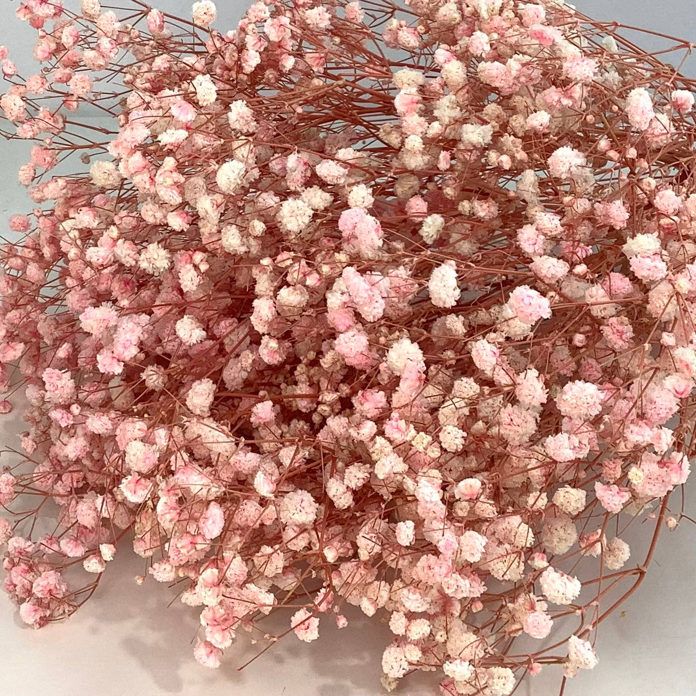 Honeybee and Blossom - Vendita all'ingrosso Fiori secchi/pressati - Fiori secchi per l'alito del bambino1