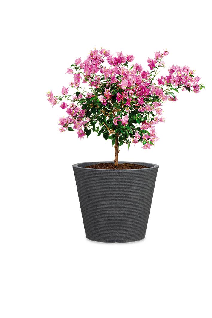 Scheurich - Wholesale Plant Pot - Coneo 242 plastic flower pot/planter2