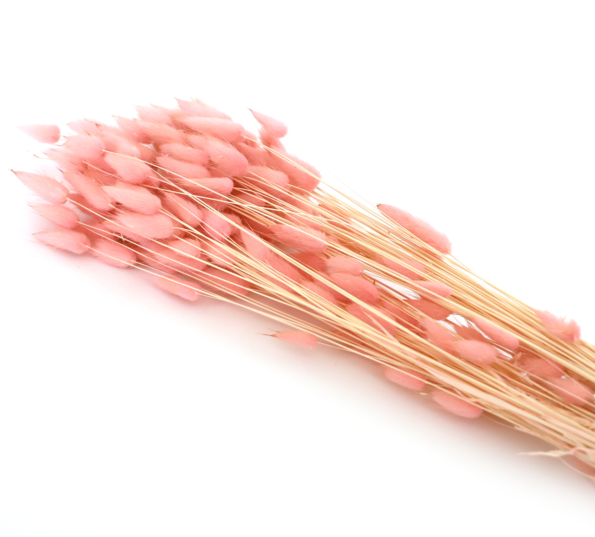 Kunstharz.Art – wholesale Dried/pressed flowers – Dried Flower Bouquet as Gift and Home Decoration Bunny Tails - Boho Style - Lagurus4