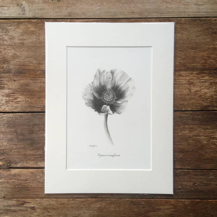 Poppy Mounted Print | Botanical Flower Pencil Drawing for wholesale by Kelly Barnes Portraits