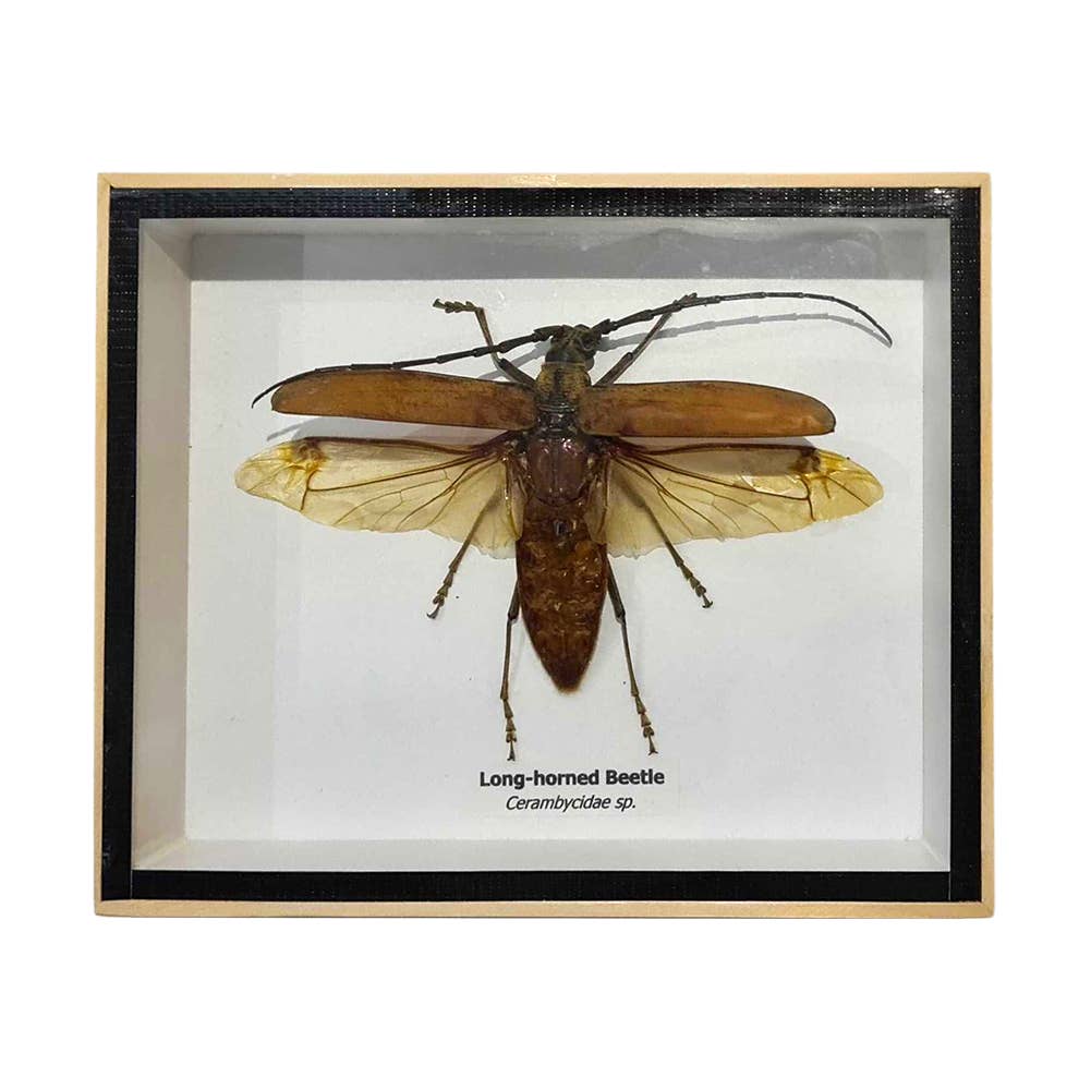 VIE - Wholesale Wall Accent - Framed Insect, Assorted39