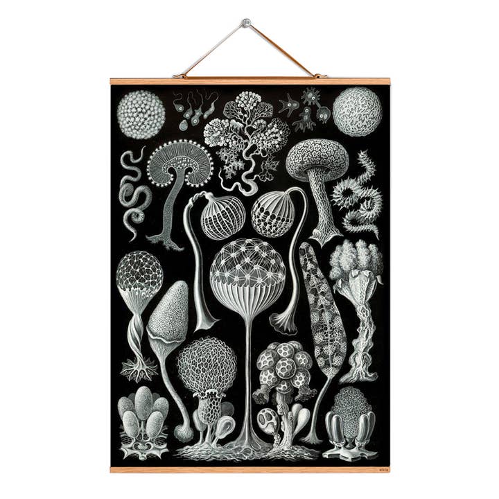 Rulla bild illustration # 181/Häckel/Slime formar för wholesale av Eicie