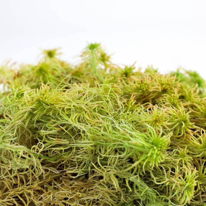 Mossify - Wholesale Live plant - Nat. Canadian Sphagnum Moss β Live or Dormant Moss for Plant2