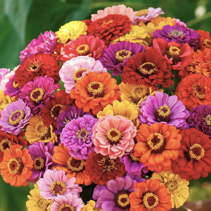 Sow the Magic - Wholesale Plant Seeds - Illumination Zinnia Tarot Seed Packet1