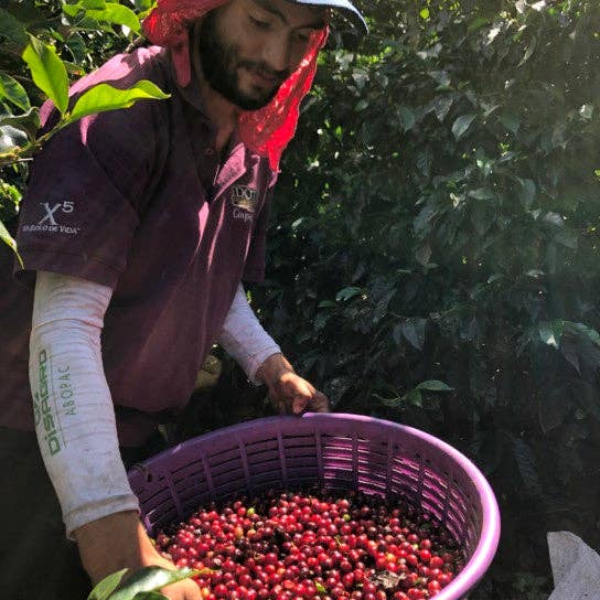 CAFES CIEL - Vente Grains de café - COSTA RICA - Hermosa3