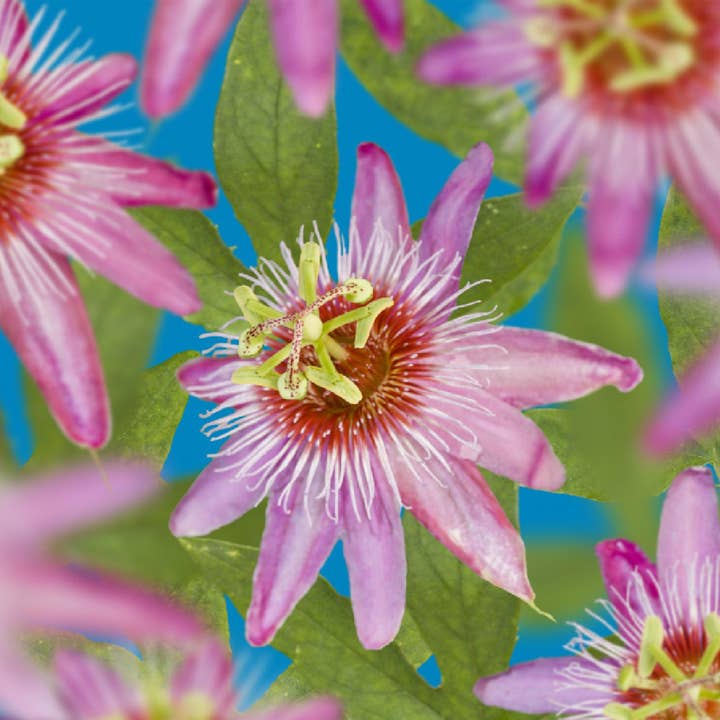 Oasis of Life - Wholesale Live Plant - Passionflower Passiflora Anastasia – 2 plants 11cm – approx. 40cm high – Exotic climbing plant with pink flowers – Easy to care for & decorative – For garden, terrace & balcony