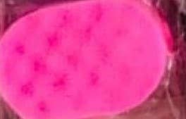 The Bubble Collective – wholesale Bath pouf/sponge – Soap filled exfoliating sponge7