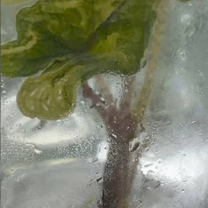 OrchidBox - Wholesale Live Plant - Alocasia "Jacklyn" variegated TC Plantlet