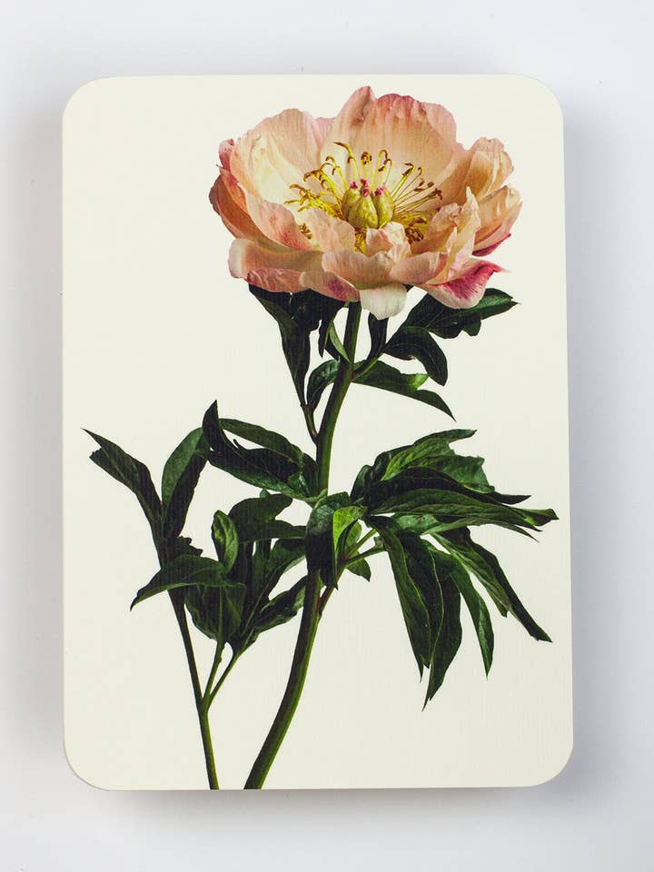 Peony Greeting Card | Birthday Card | Luxury Cards for wholesale by Canonbury Press