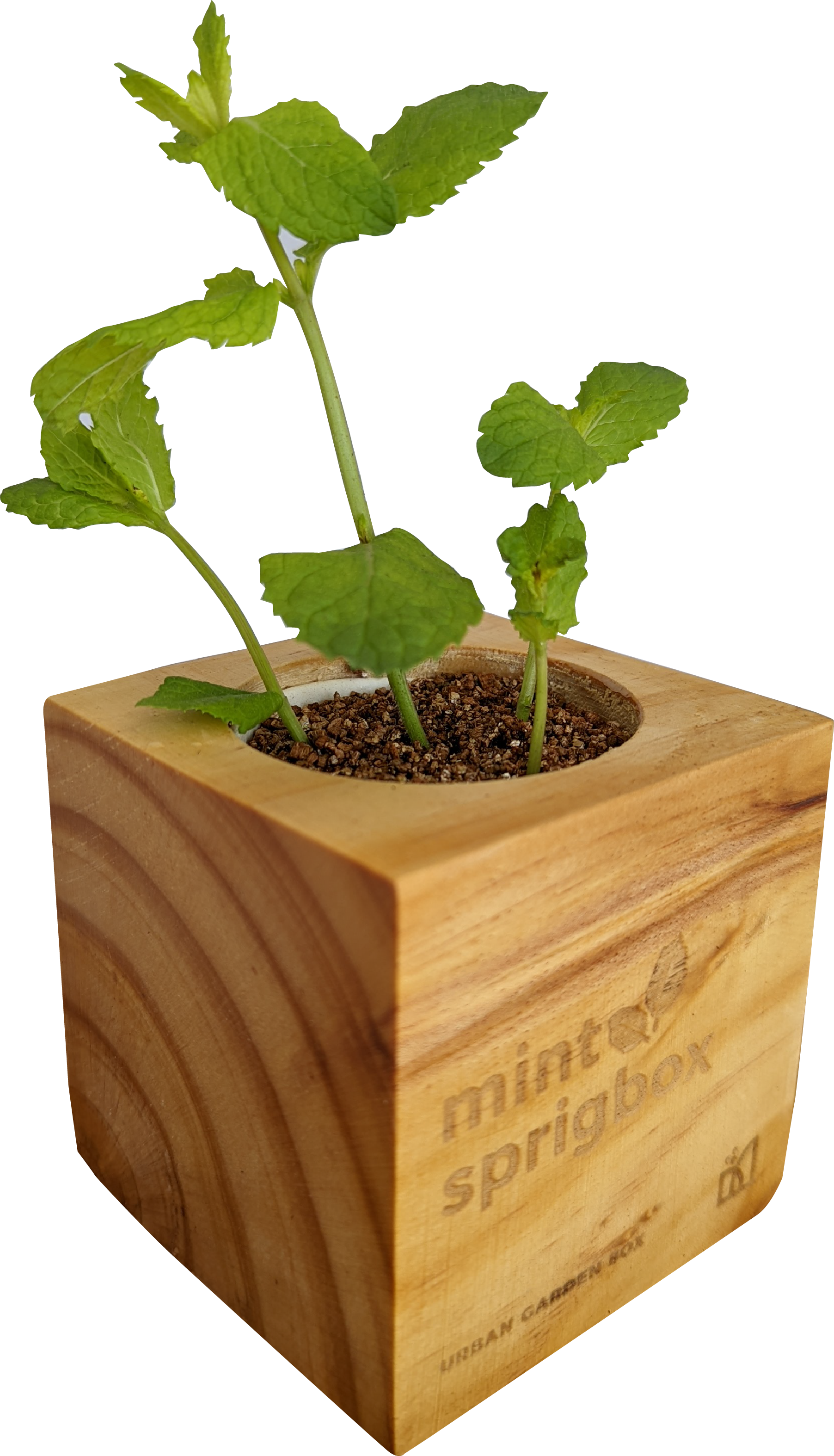 Sprigbox - Wholesale Plant Seeds - Mint Grow Kit | Wooden Planter Box | Indoor Herb Gardening4