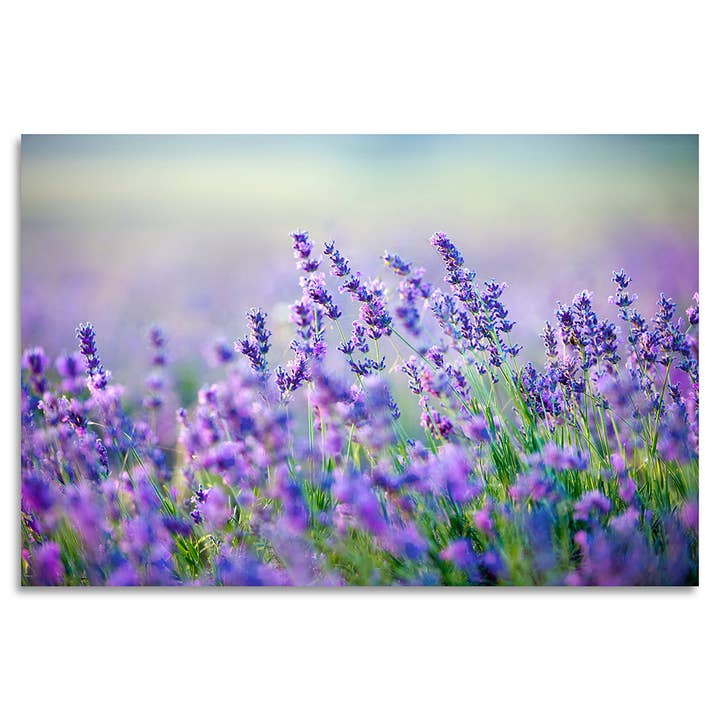 Acrylic painting - Lavender for wholesale by Queence