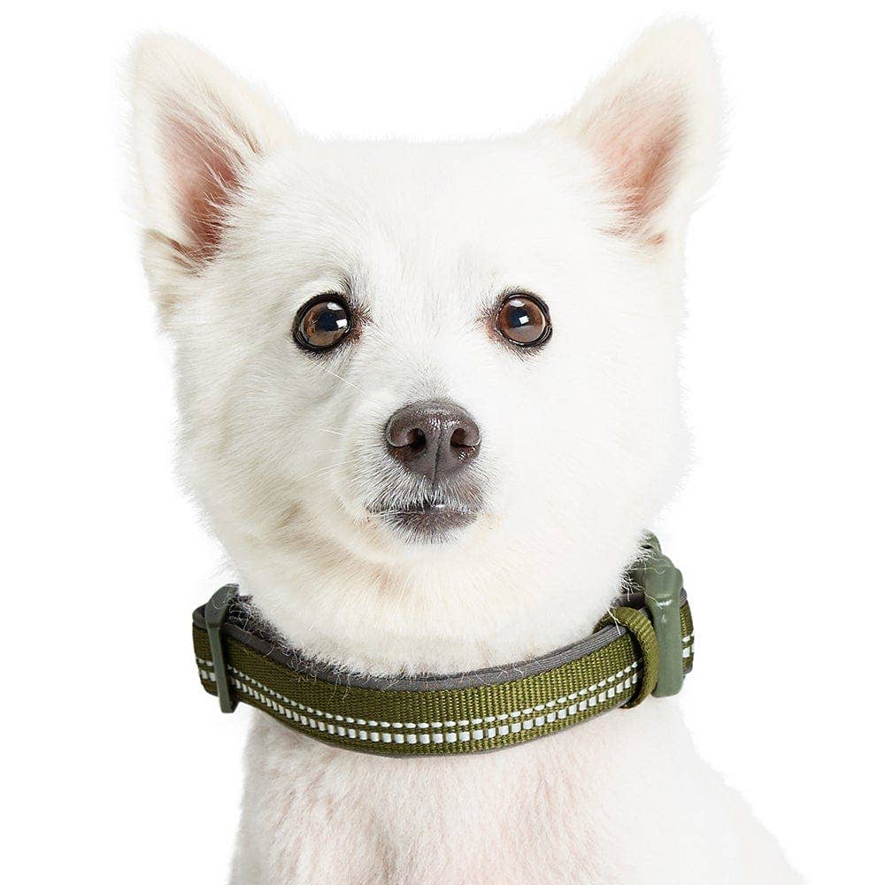 Blueberry Pet - Vente Collier – chien - Collier de sécurité rembourré en néoprène souple réfléchissant 3M40