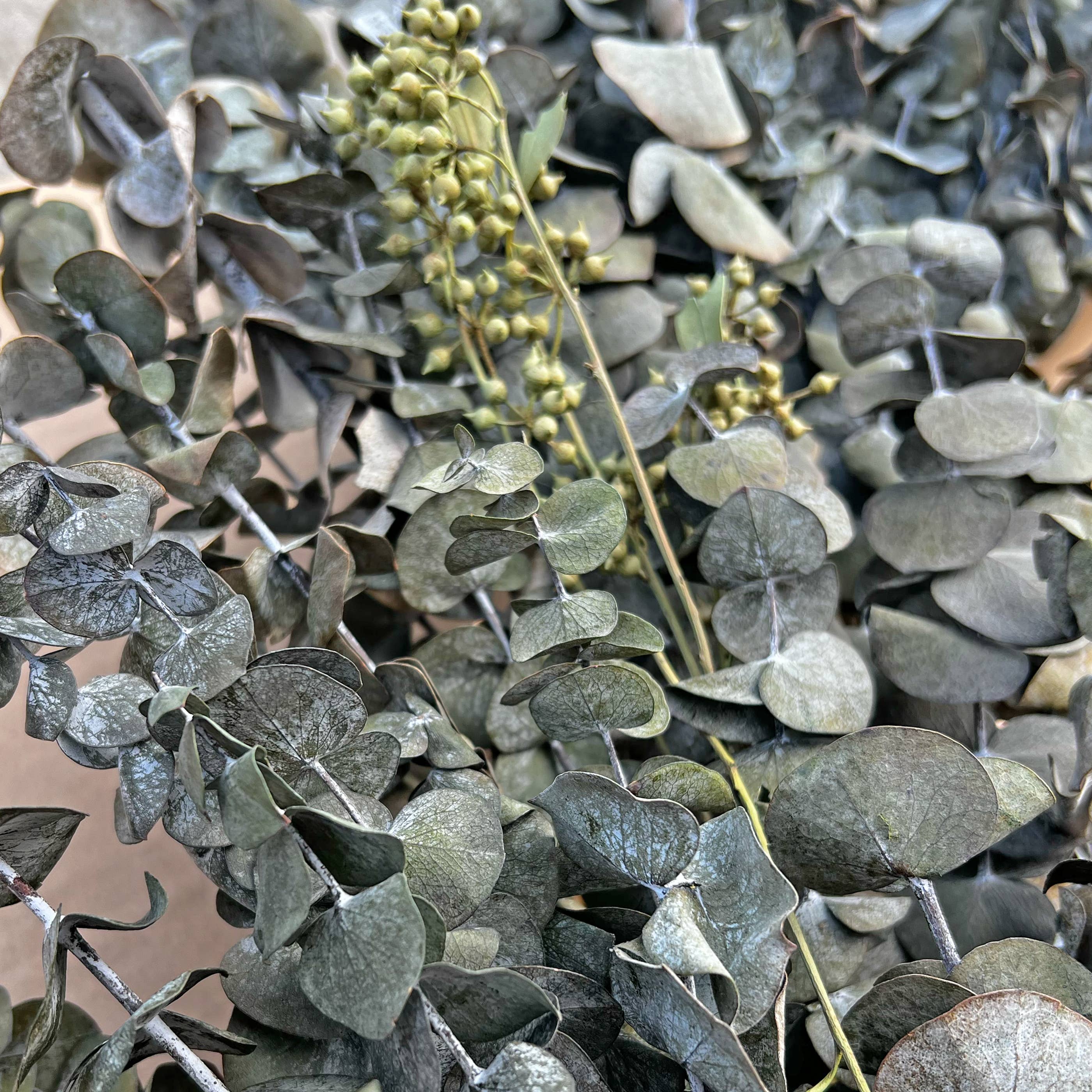 2626 Designs - Wholesale Wreath - Real Dried Preserved Decorative Eucalyptus Wreaths12