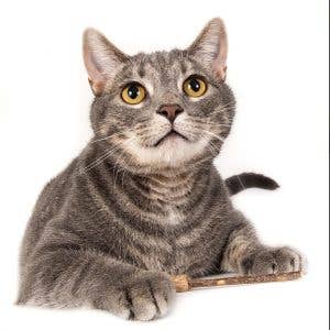 Natural Cat Toy - Vente Jouet – chat - Balai magique de vigne argenté2