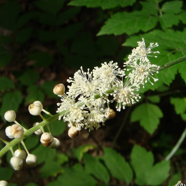 Teinture à base de plantes à grappes noires pour la vente par Daydream Organics | Prairie Doctor Brand
