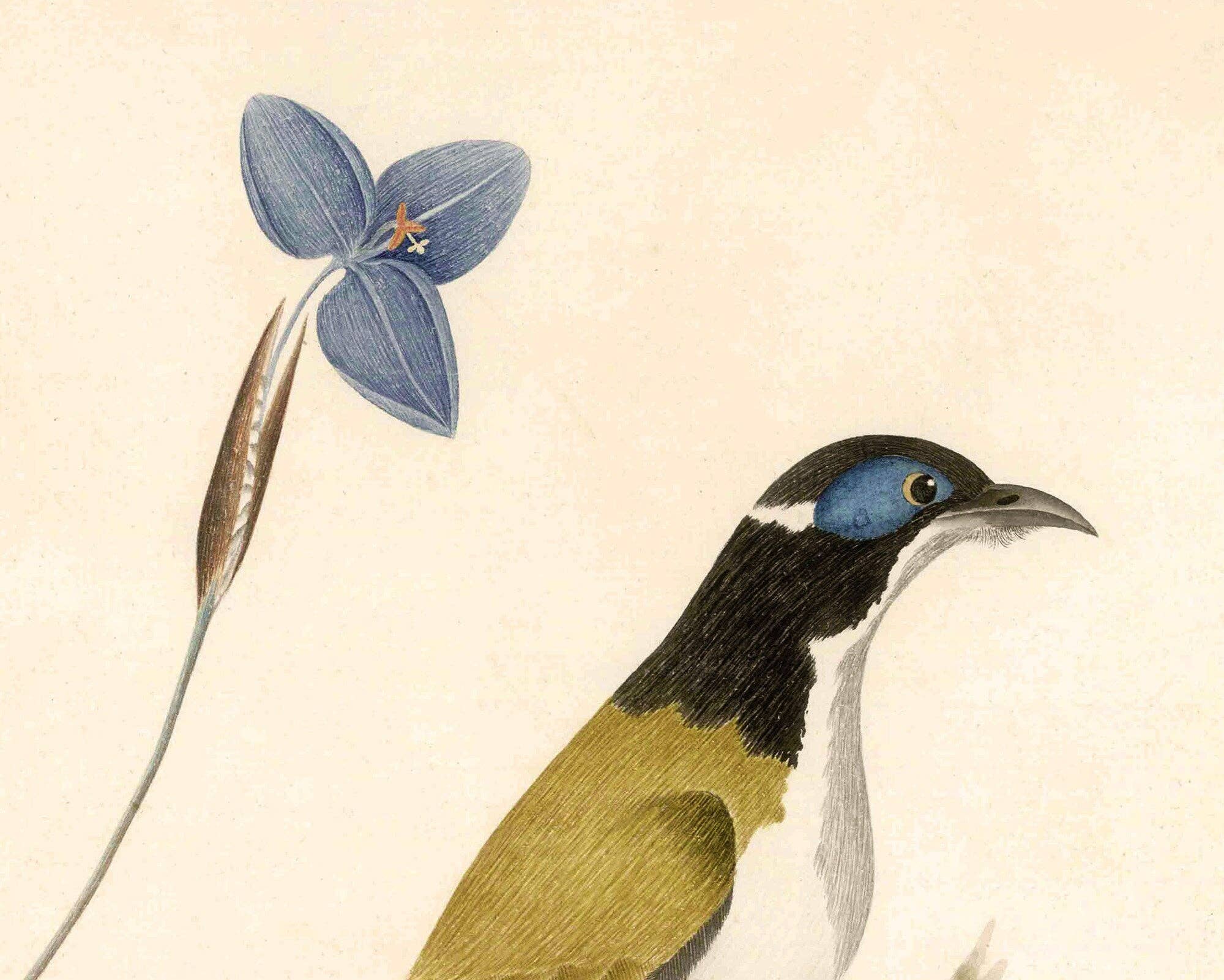 Rock Paper Scissors Wall Art - Wholesale Art Print - Birds & Flower Print - Natural History Art Print1