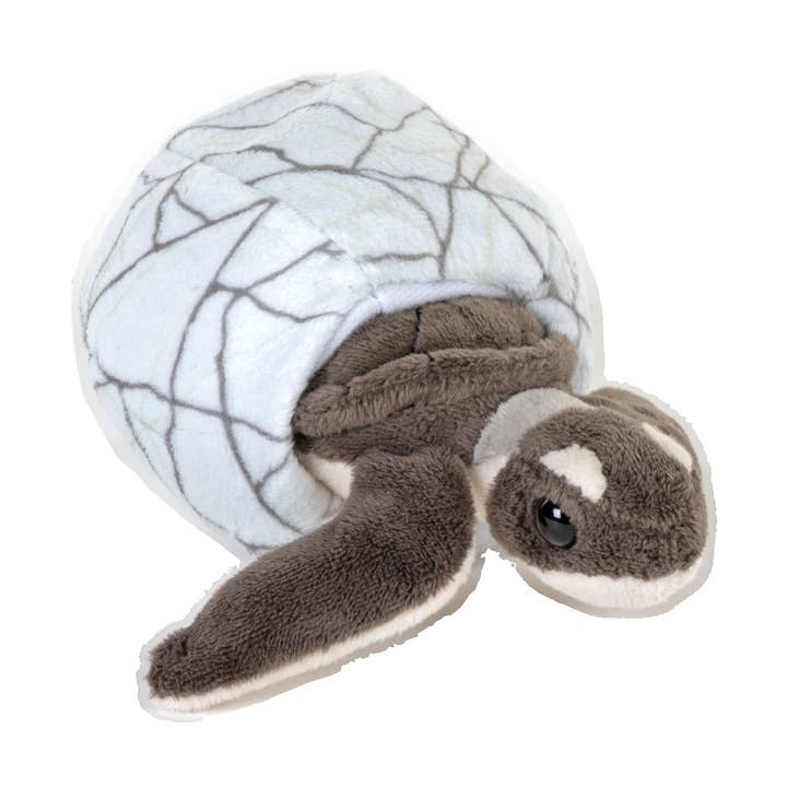 Hatchling Green Sea Turtle for wholesale by Wild Republic
