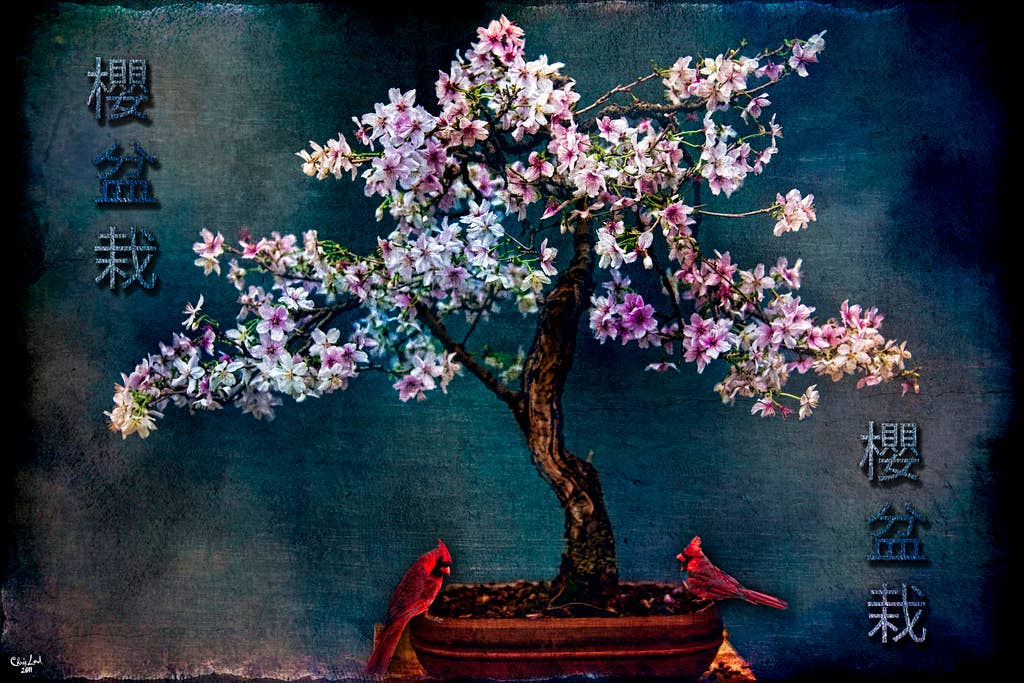 Multi Color Sakura Bonsai by Chris Lord Photo Art Print Poster  for wholesale on Faire0