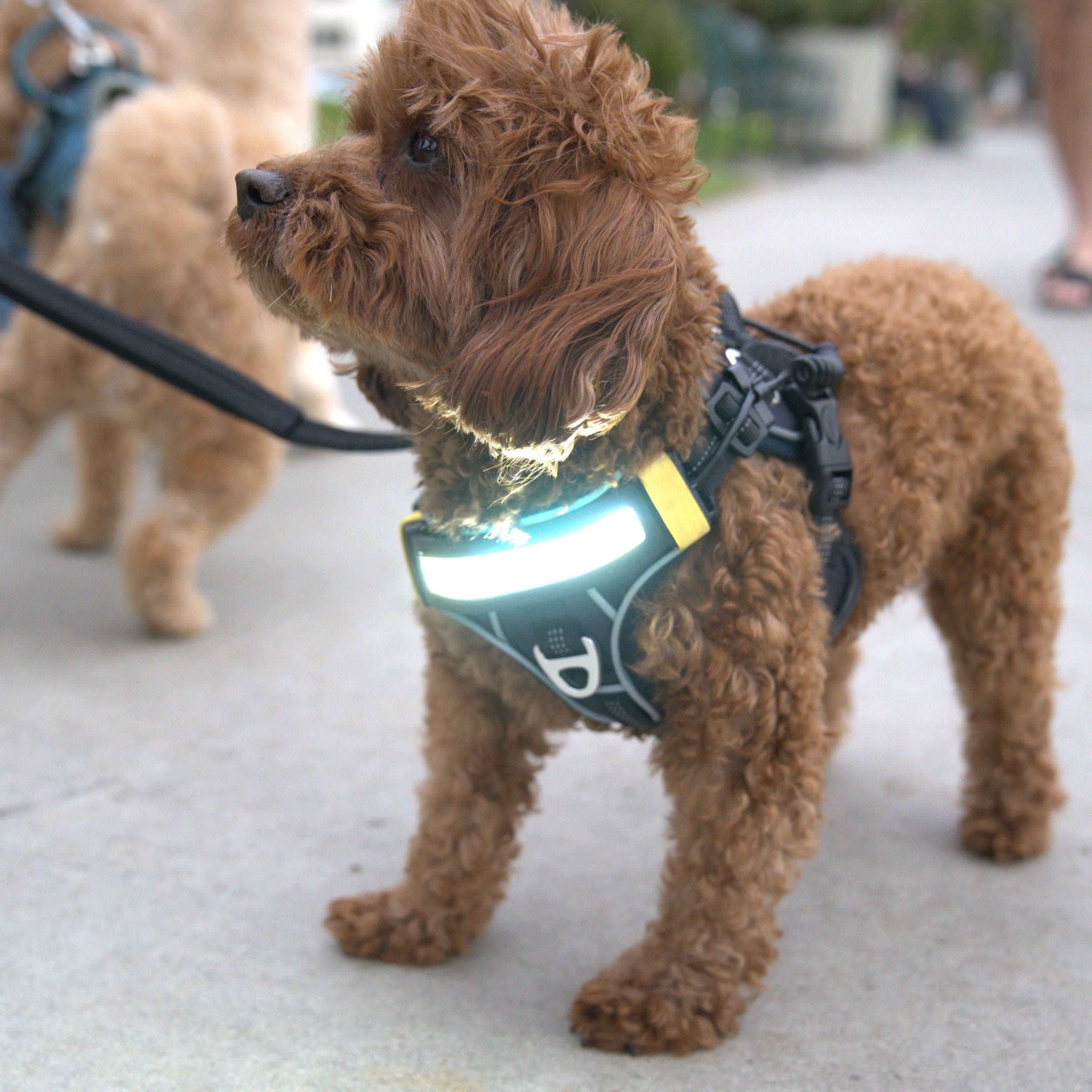 Lumi Pawtners - Wholesale Pet Harness - Dog - Lumi One - Lighting Your Path at Night!10