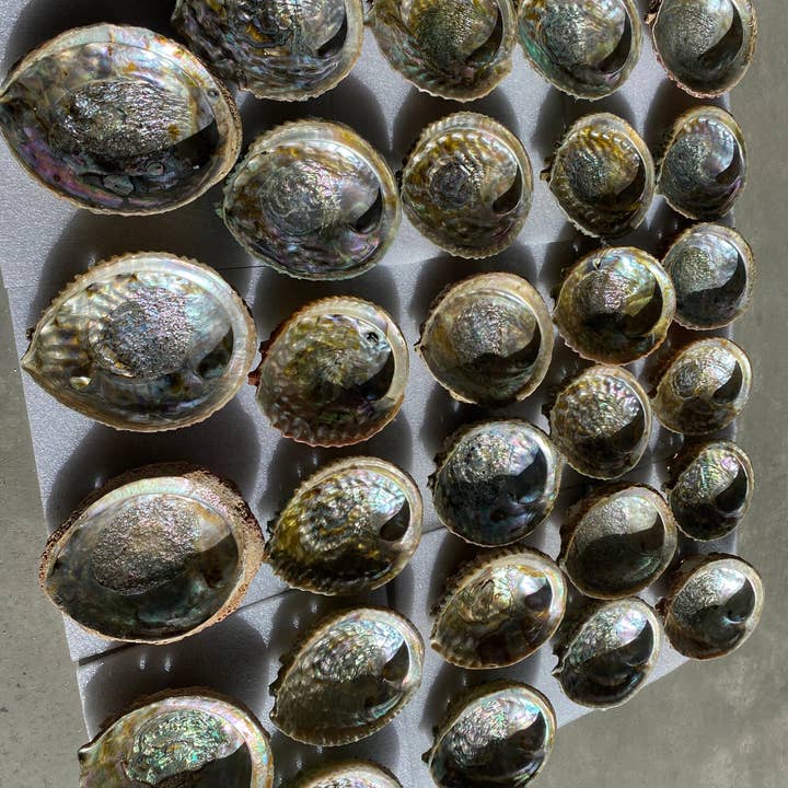 Espoir & Amour - Wholesale Smudge Plate - Abalone Shell for Smudging | Smudge Bowl Abalone Shells | 5-3