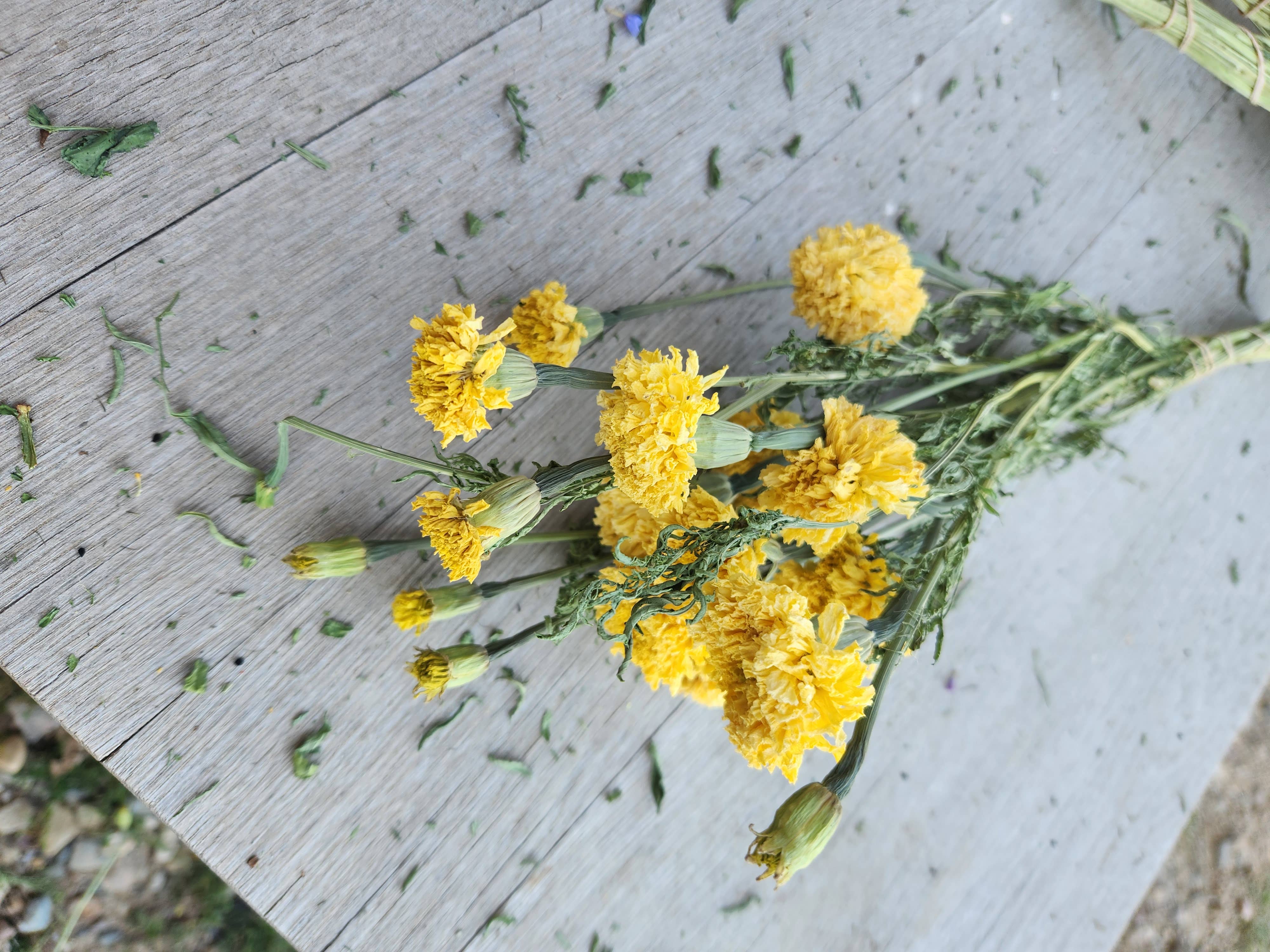 Alissas Flower Farm - Vente Fleur séchée/pressée - Soucis séchés2