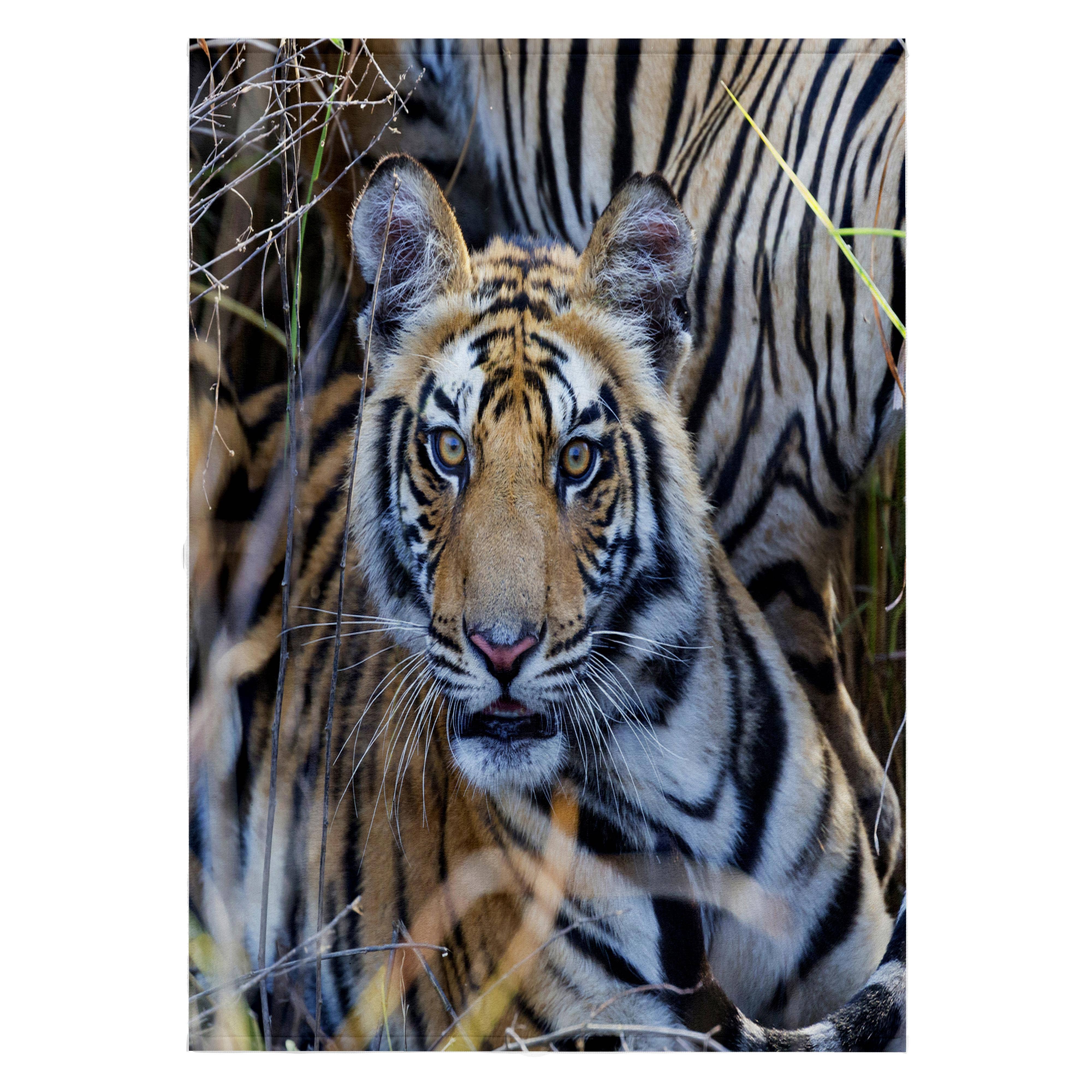 3dRose - Wholesale Bath towel - 3dRose, India, Madhya Pradesh, Bandhavgarh NP. A young tiger in tall grass., Towel0