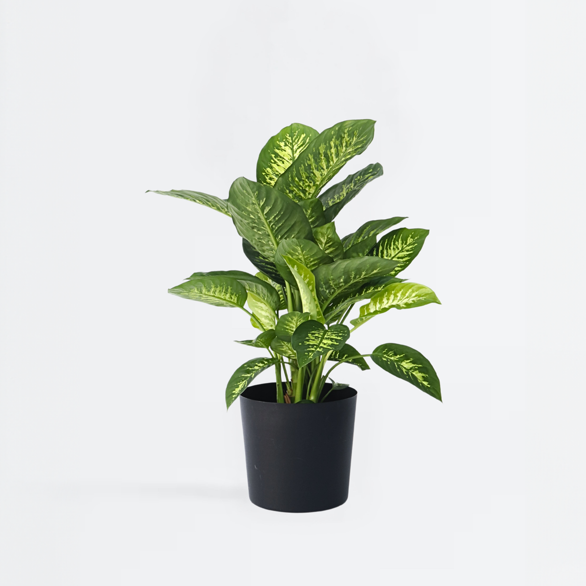 Oasis of Life - Wholesale Live Plant - Dieffenbachia 'Tropic' – Arum Houseplant – Height 70–80cm – Ø24cm – Tropical Green Plant with Patterned Leaves – Air-Purifying & Easy to Care for – For Living Room & Office1