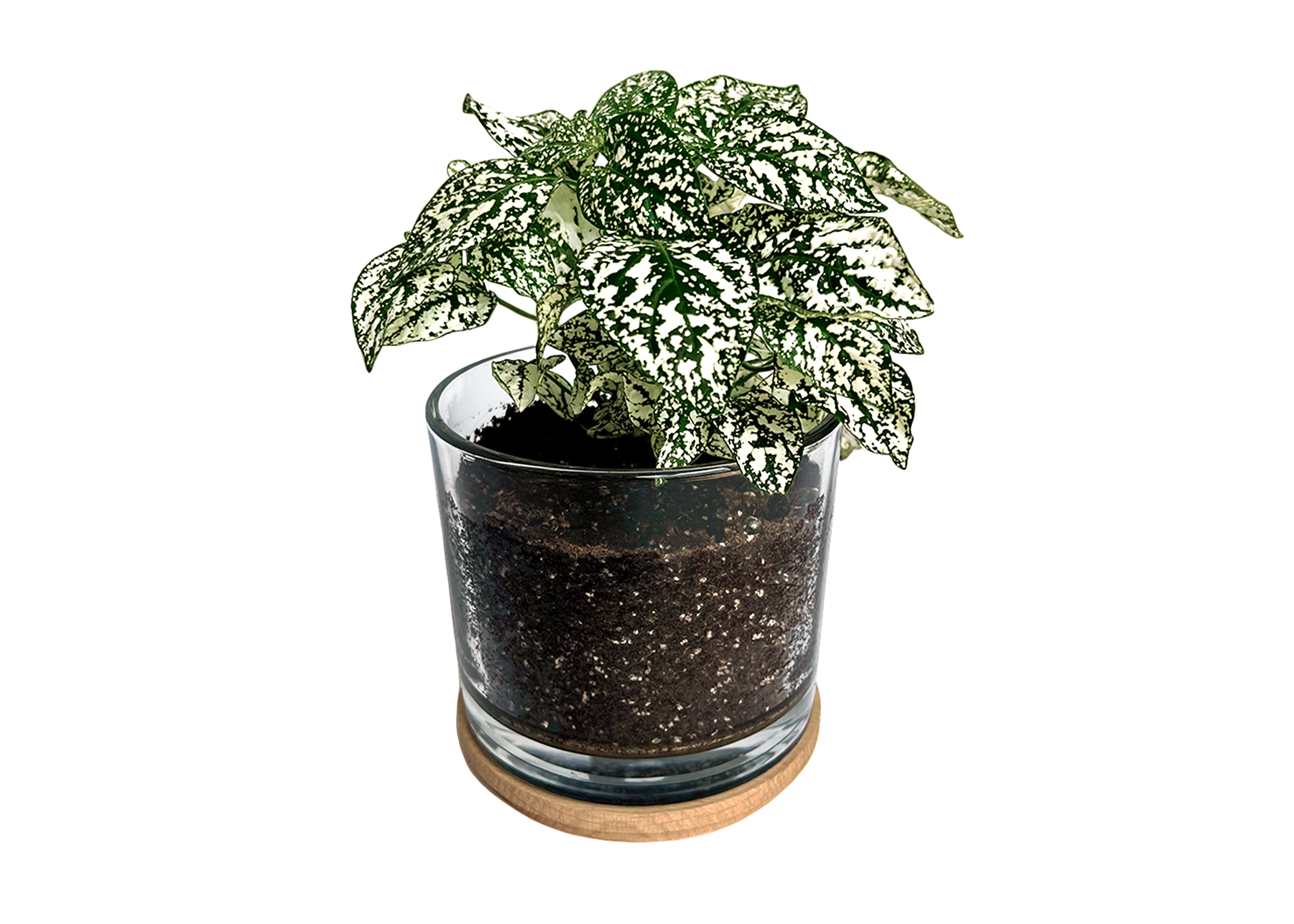 Potting Shed Creations, Ltd. - Wholesale Live Plant - Houseplant Collection | First Snow | Polka Dot Plant1