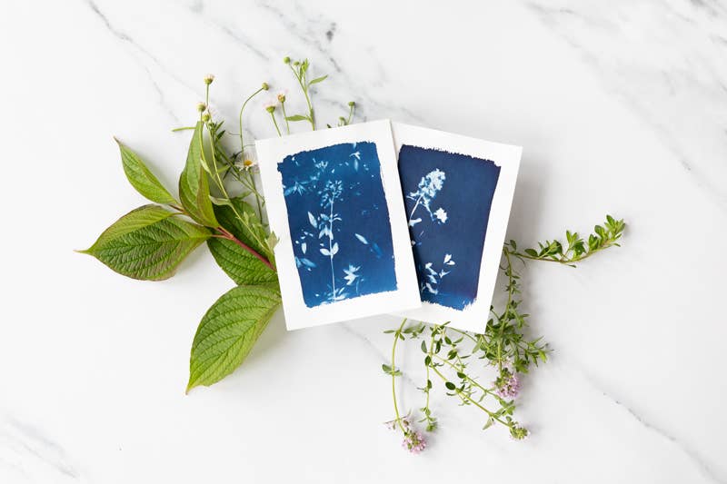 The Wild Darkroom – wholesale DIY craft kit – Cyanotype Printing Paper - A61