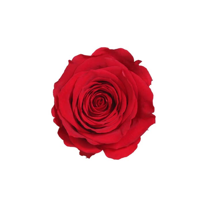 Wildflowers by Floriette - Wholesale Dried/Pressed Flowers - Rose Standard W-Box 6 Red2